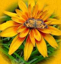 Butterfly Yellow