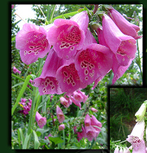 Flower Bells