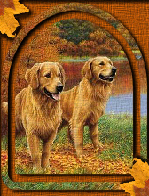 Golden Retrievers